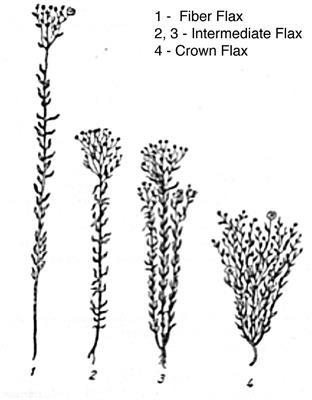 The Genetic Landscape of Fiber Flax